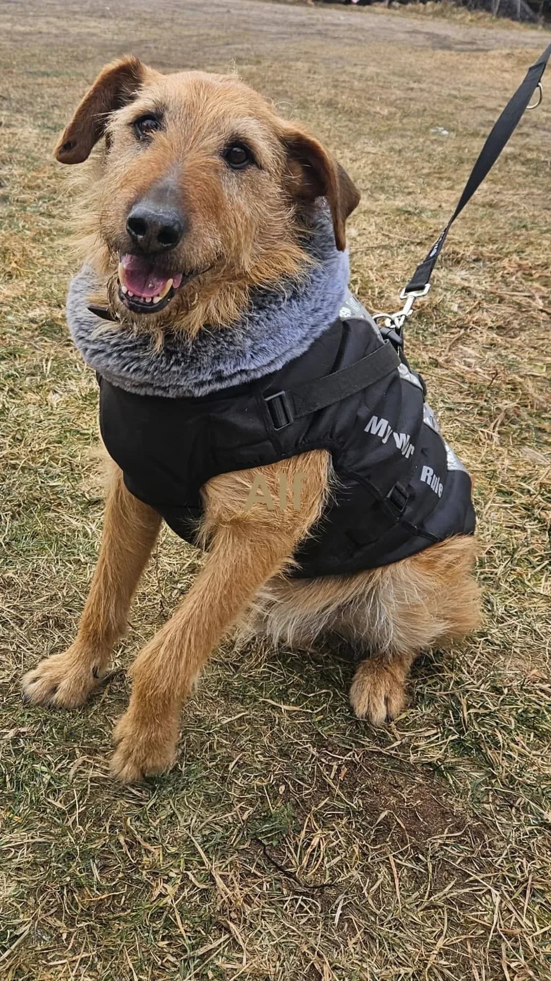 Koko- Alf, male 7yo mixed breed for adoption at Fundacja Małych Braci św. Franciszka
