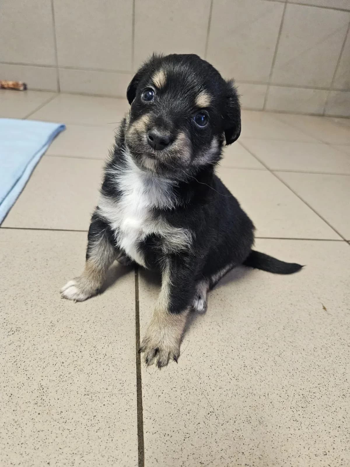 Krecik, male mixed breed for adoption at Fundacja Małych Braci św. Franciszka