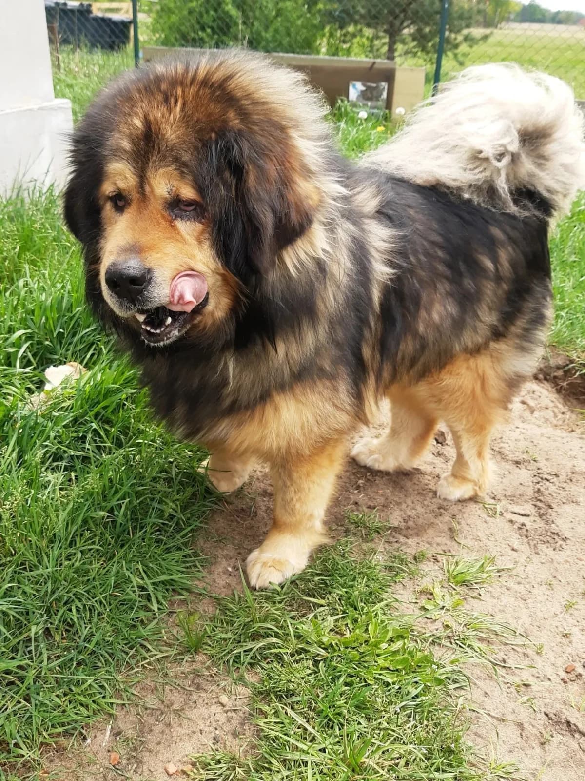 Lusi, male young mixed breed for adoption at Fundacja Małych Braci św. Franciszka