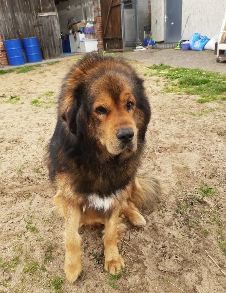 Sziro, male young mixed breed for adoption at Fundacja Małych Braci św. Franciszka
