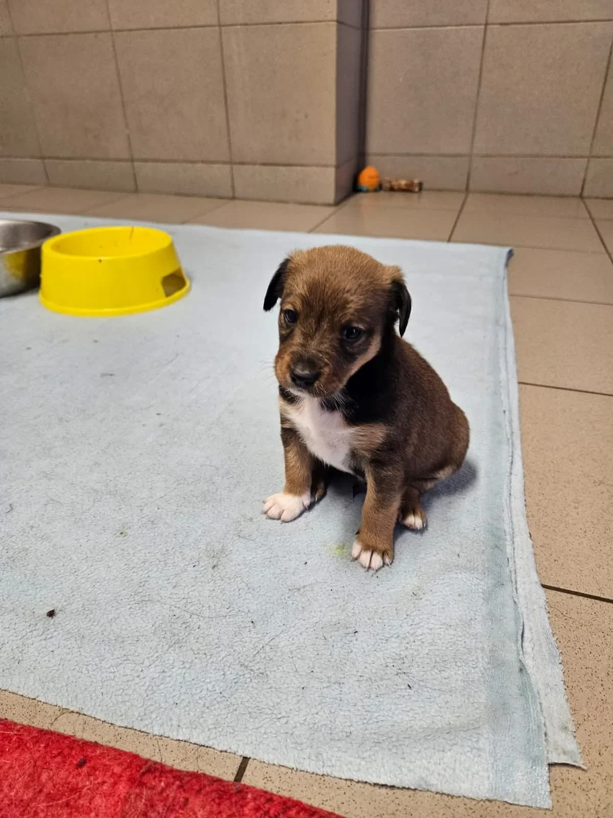 Szrek, male puppy mixed breed for adoption at Fundacja Małych Braci św. Franciszka