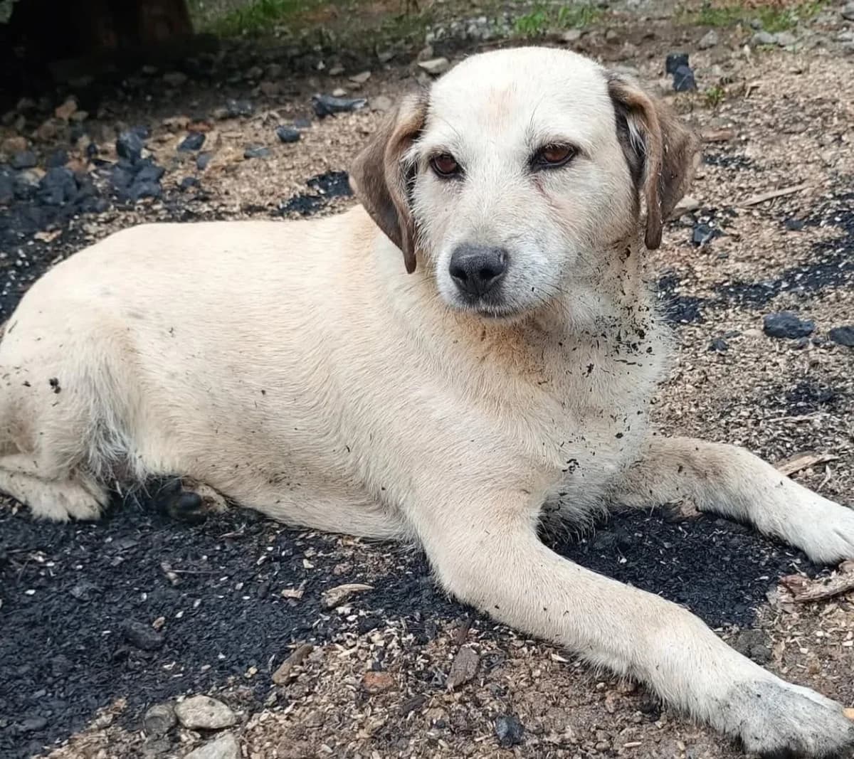 Tajga, female 6yo mixed breed for adoption at Fundacja Małych Braci św. Franciszka