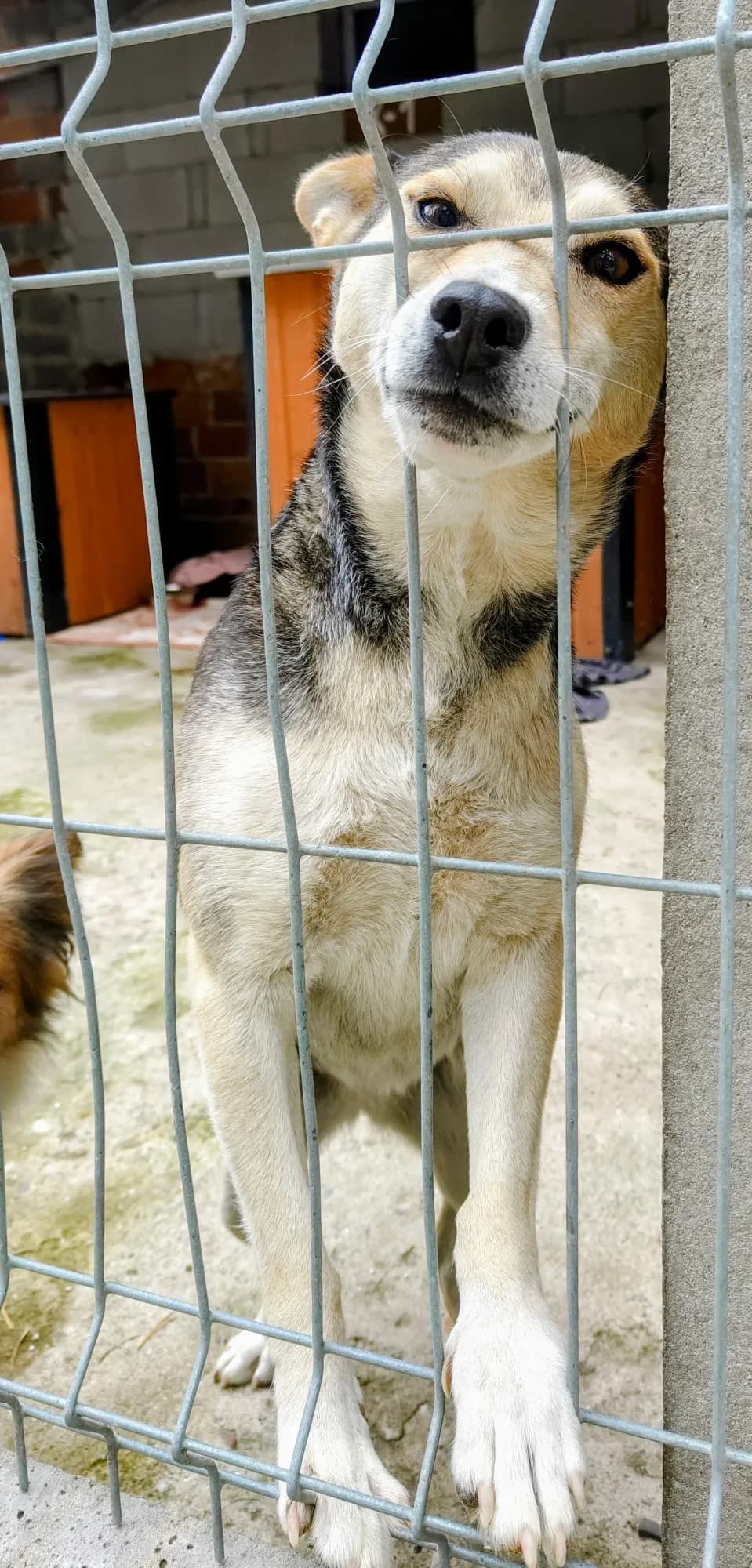 Ziuta, female 6yo mixed breed for adoption at Fundacja Małych Braci św. Franciszka