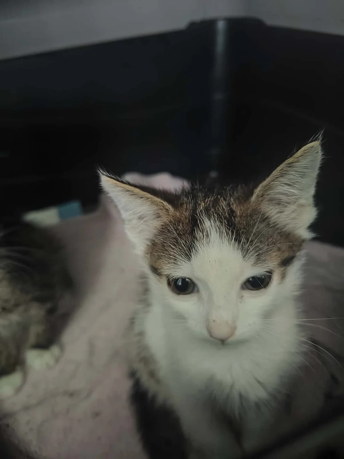 Kot Jadźka, Mixed Breed for adoption at Kocia Kawiarnia Mruczkowo