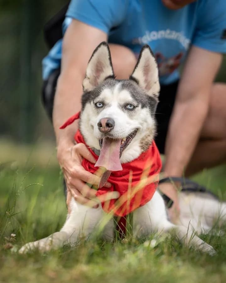 Vambi, Husky (Schronisko Na Paluchu)