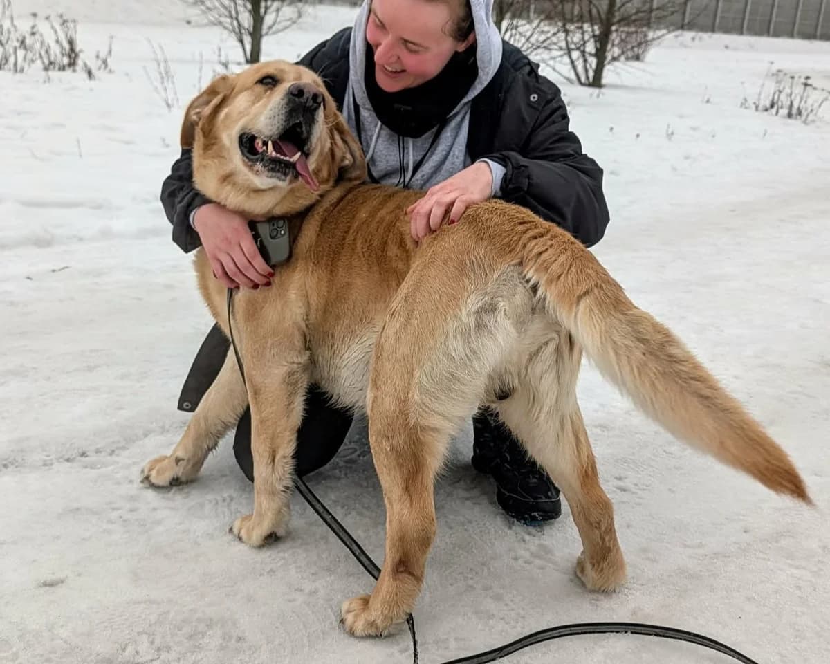Lord, male 3yo Labrador Retriever for adoption at Schronisko Na Paluchu, Warsaw