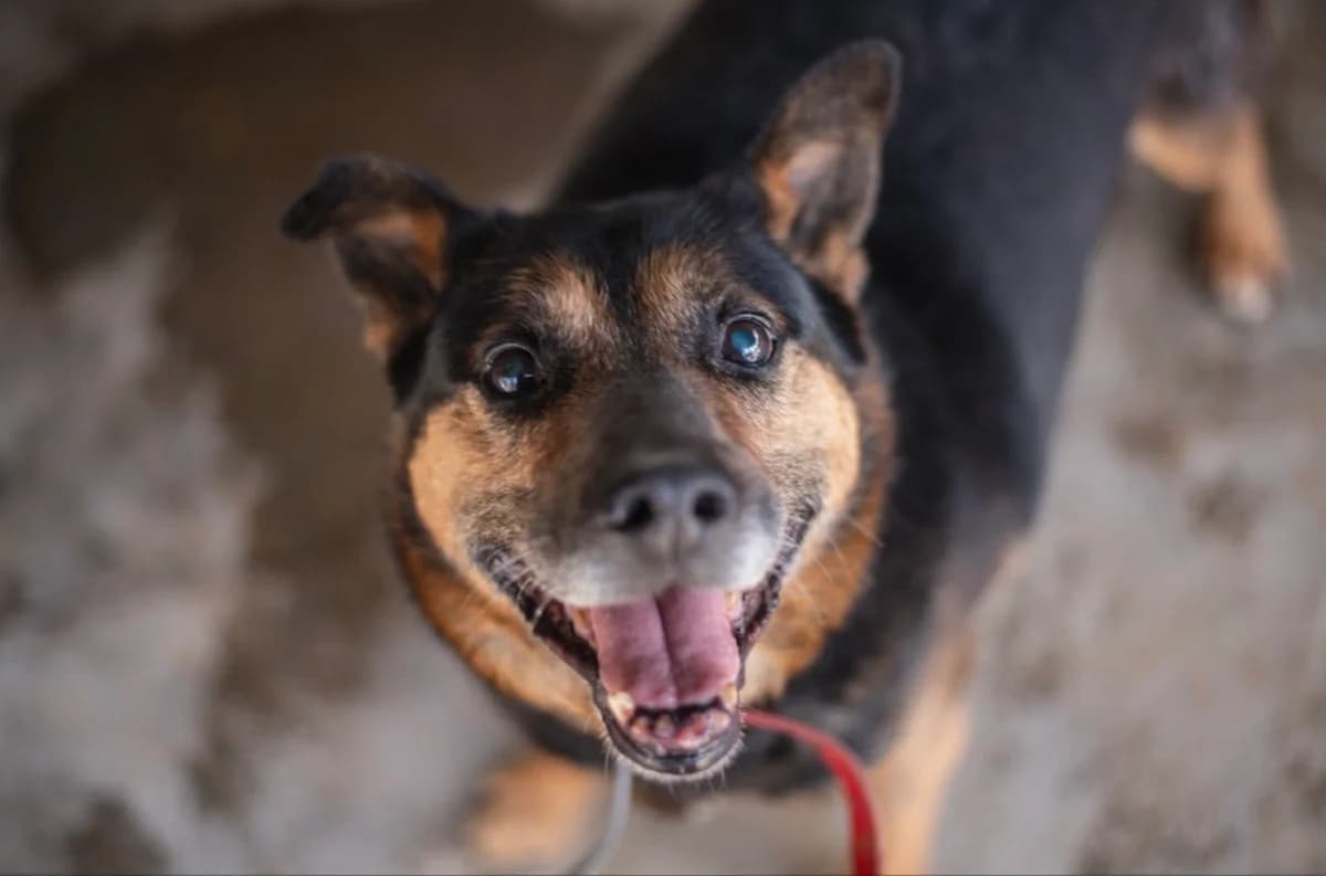 Patryczek, male senior mixed breed for adoption at Schronisko Na Paluchu, Warsaw