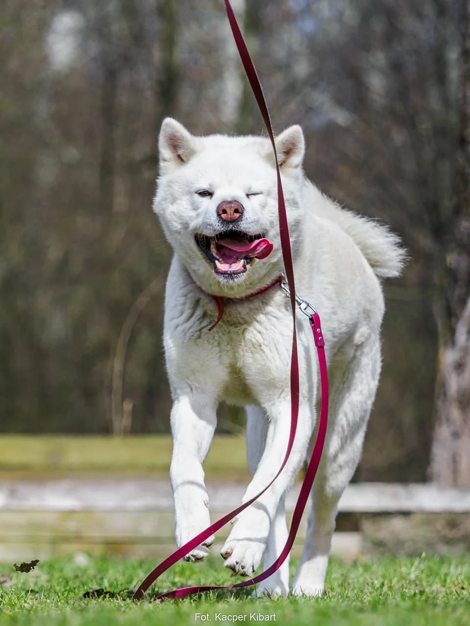 Giro, male 5yo Akita for adoption at Schronisko Na Paluchu, Warsaw
