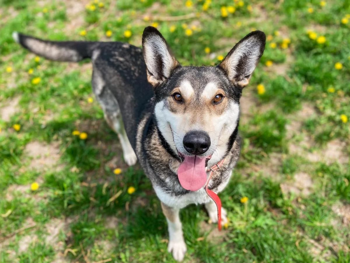 Odi, Husky (Schronisko Na Paluchu)