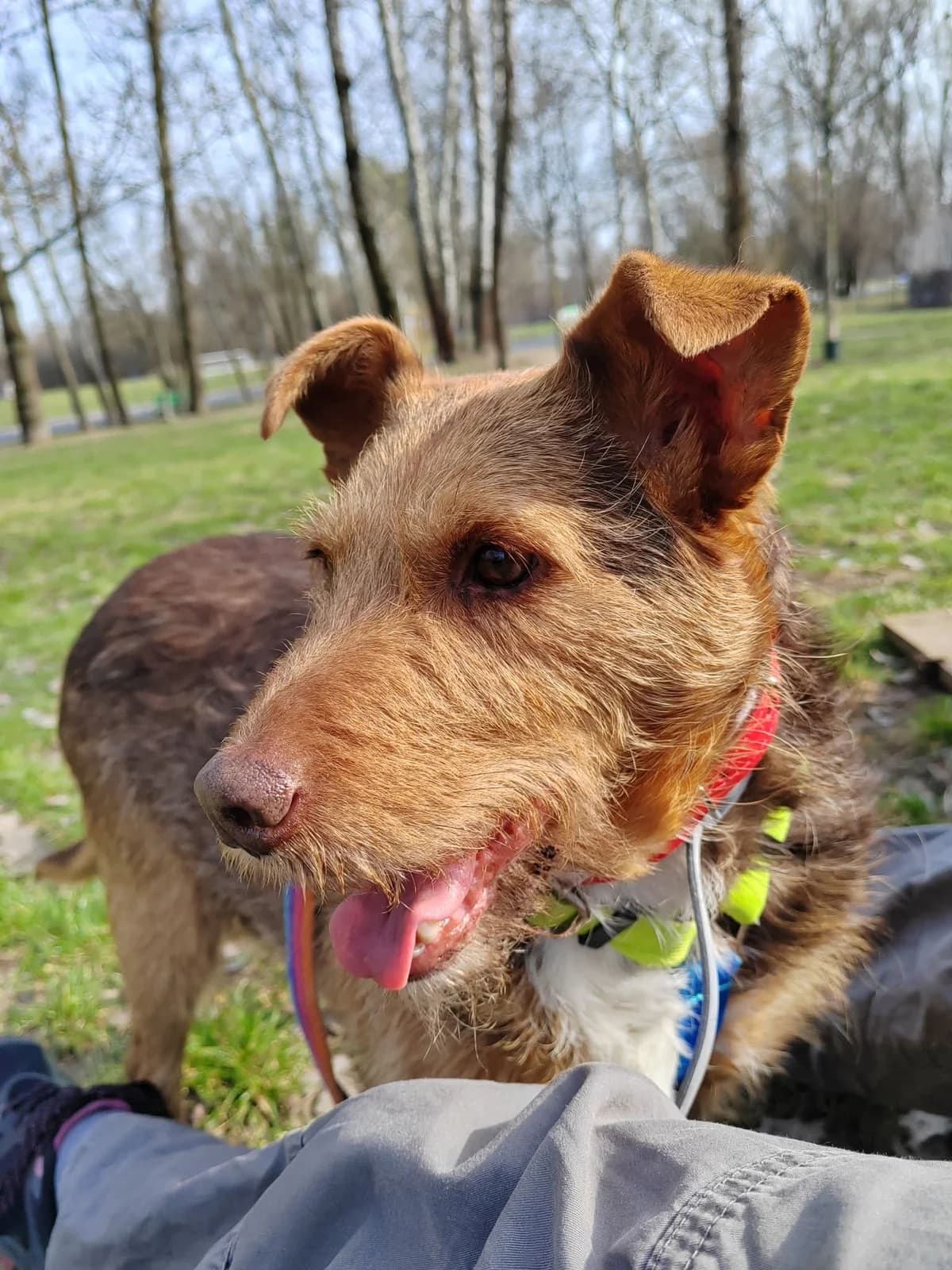 Lilian, male 4yo mixed breed for adoption at Schronisko Na Paluchu, Warsaw