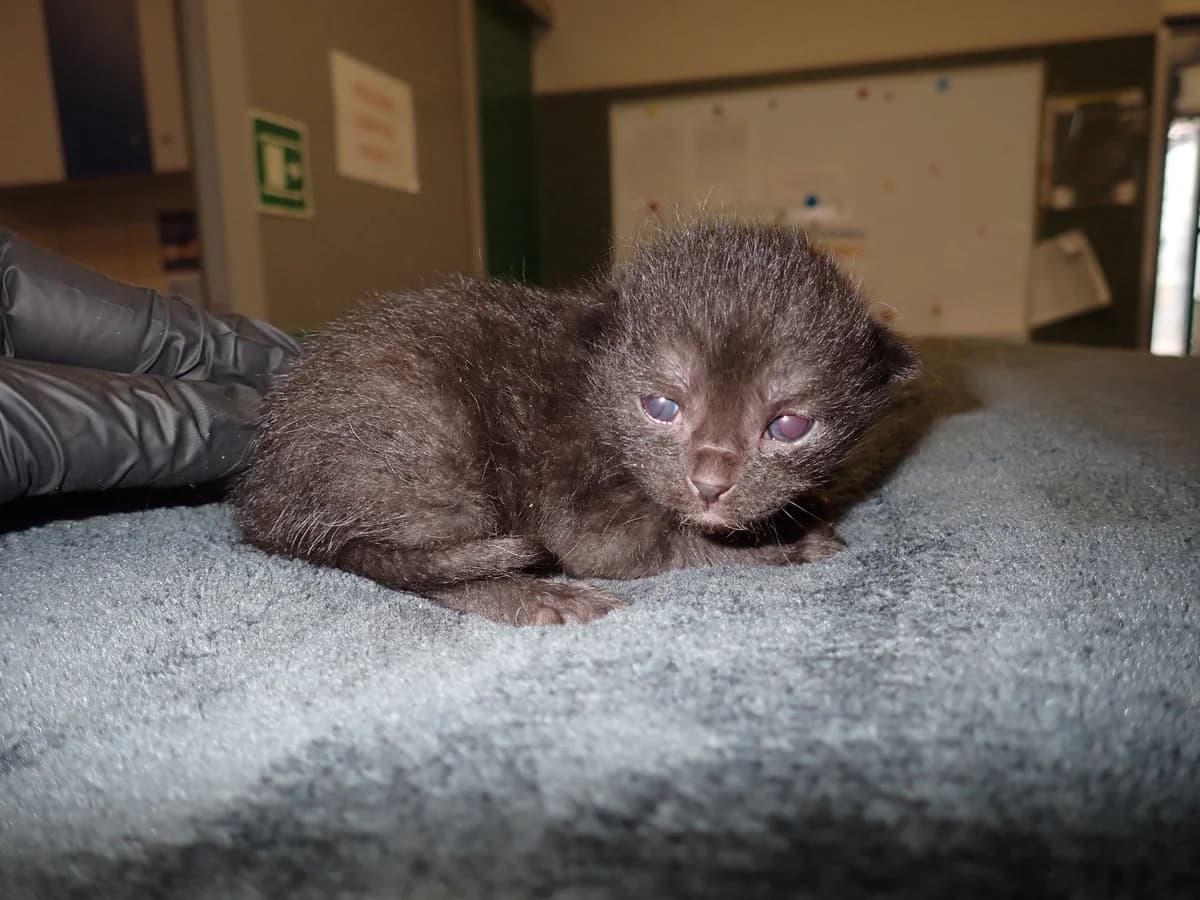 0237/26, male puppy mixed breed for adoption at Schronisko Na Paluchu, Warsaw