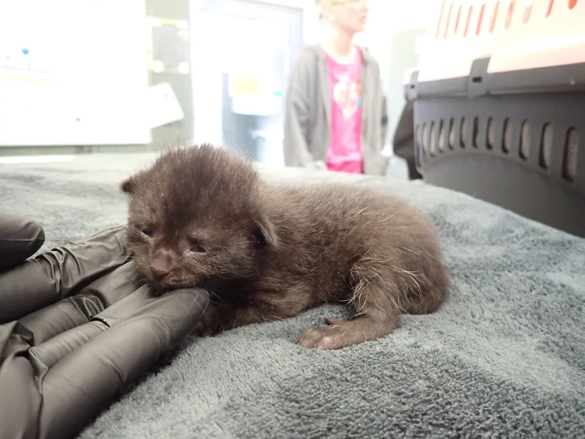 0239/26, male puppy mixed breed for adoption at Schronisko Na Paluchu, Warsaw