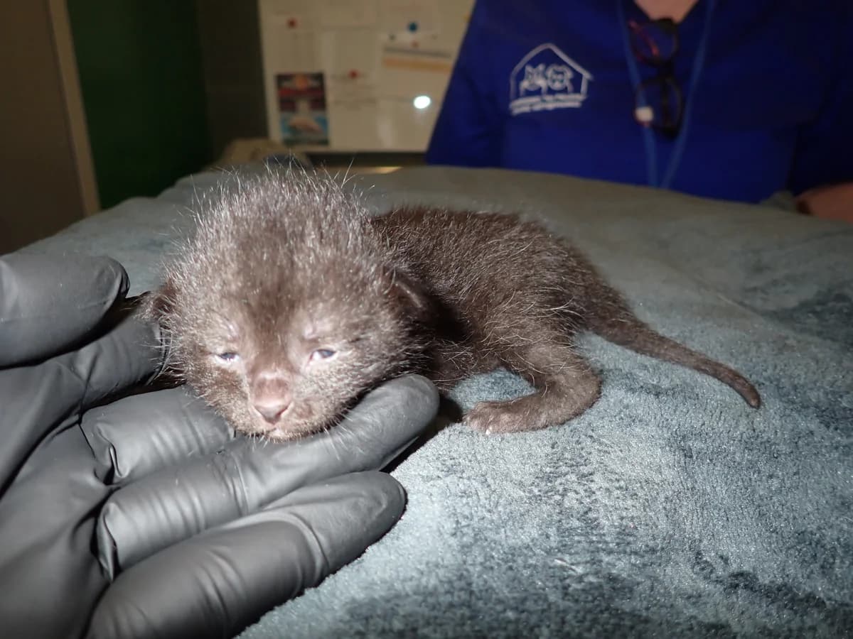 0240/26, female puppy mixed breed for adoption at Schronisko Na Paluchu, Warsaw