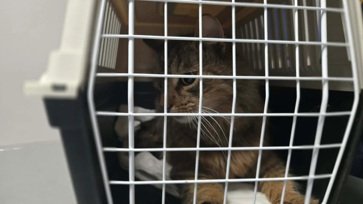 0242/26, female senior mixed breed for adoption at Schronisko Na Paluchu, Warsaw