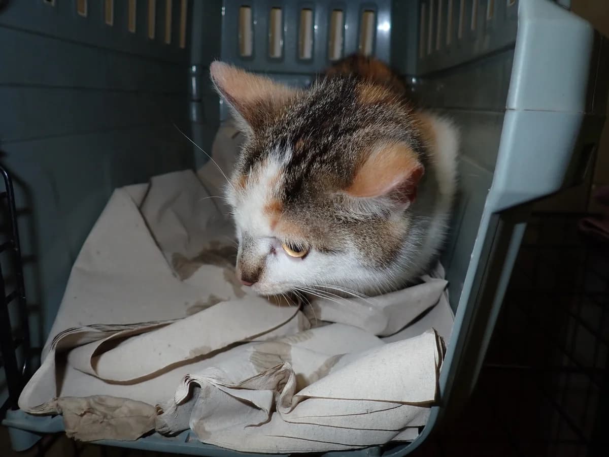 Cecylia, female young mixed breed for adoption at Schronisko Na Paluchu, Warsaw