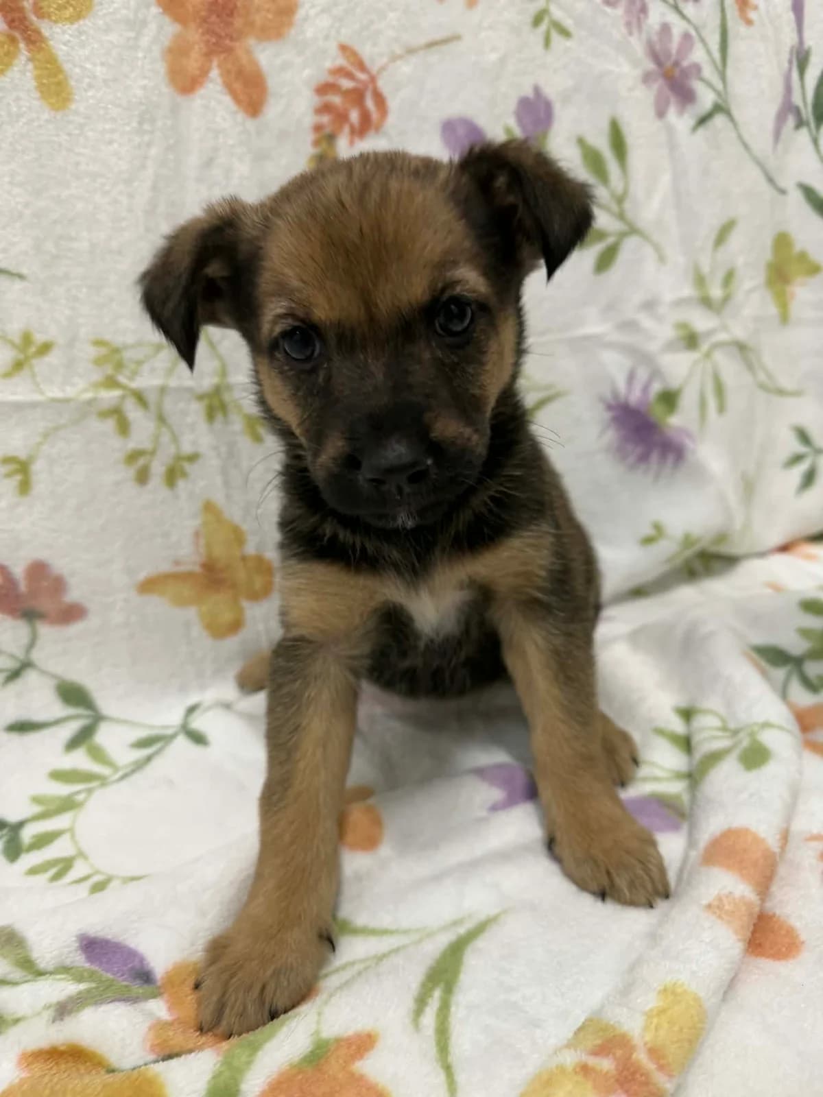 Dżordż, male 6yo mixed breed for adoption at Schronisko Na Paluchu, Warsaw