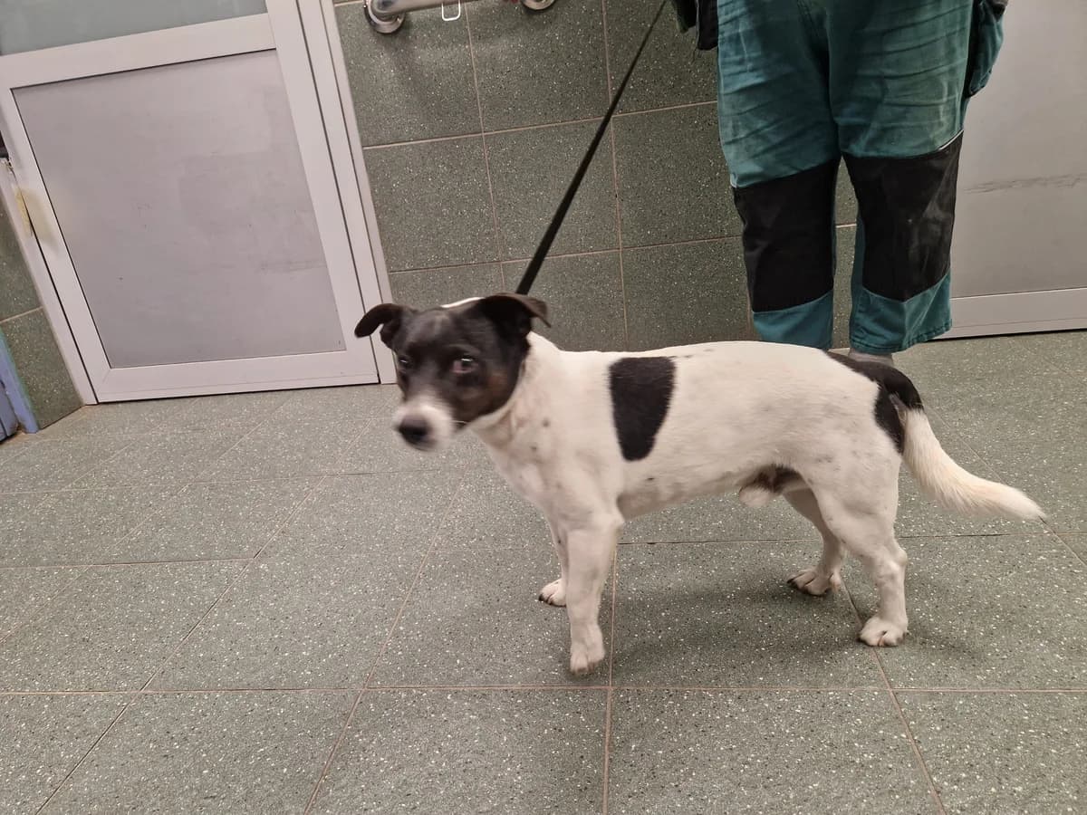 Mordina, female puppy mixed breed for adoption at Schronisko Na Paluchu, Warsaw