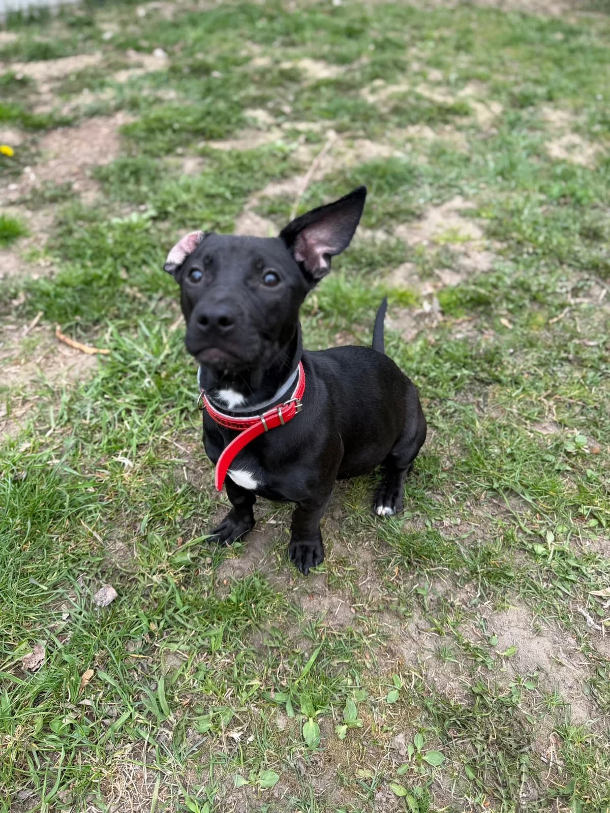 Bursztyn, female puppy mixed breed for adoption at Schronisko Na Paluchu, Warsaw