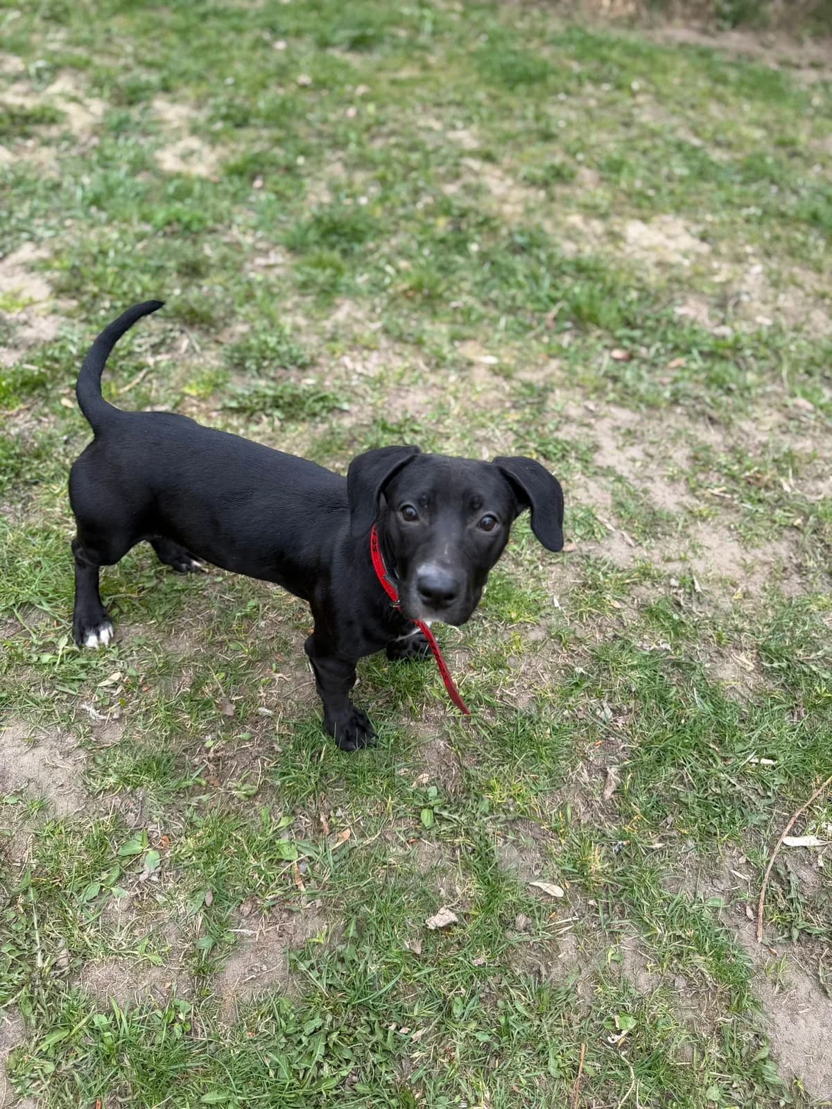 Luigi,  (Schronisko Na Paluchu)
