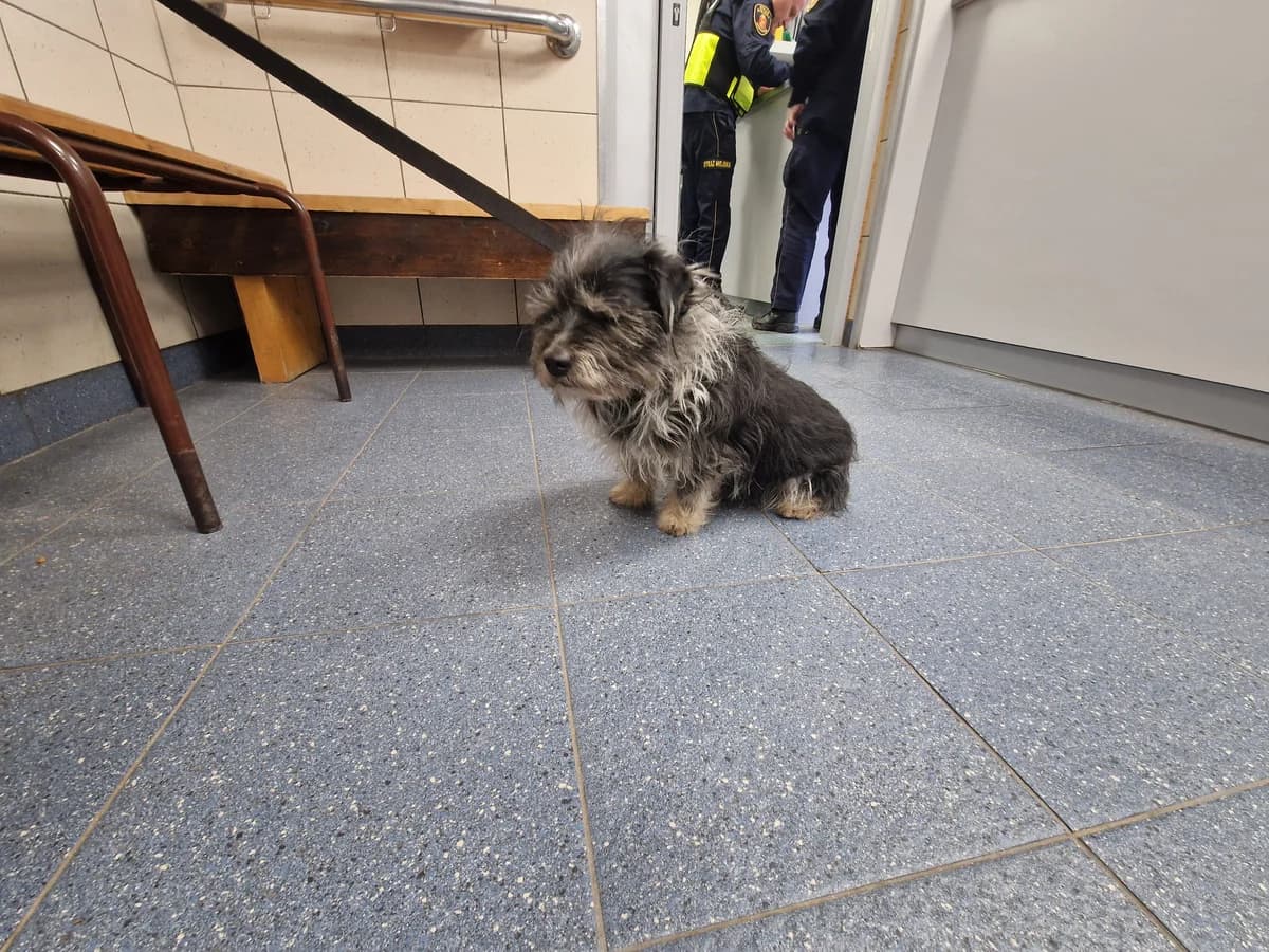 Falcor, male 5yo mixed breed for adoption at Schronisko Na Paluchu, Warsaw