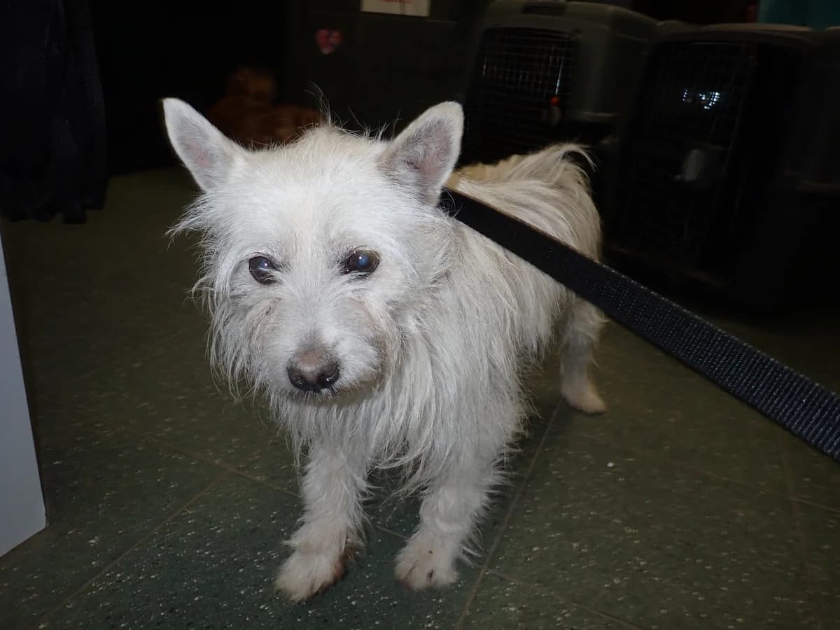 Jacob, male young mixed breed for adoption at Schronisko Na Paluchu, Warsaw