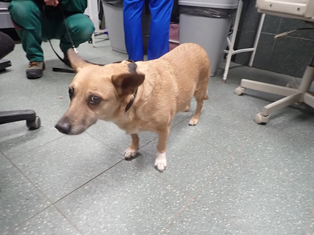 Rene, female 5yo mixed breed for adoption at Schronisko Na Paluchu, Warsaw