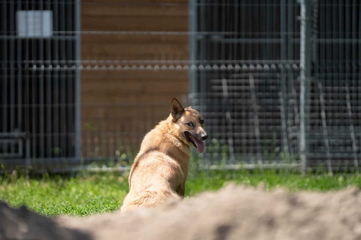 Lumi,  (Schronisko Na Paluchu)