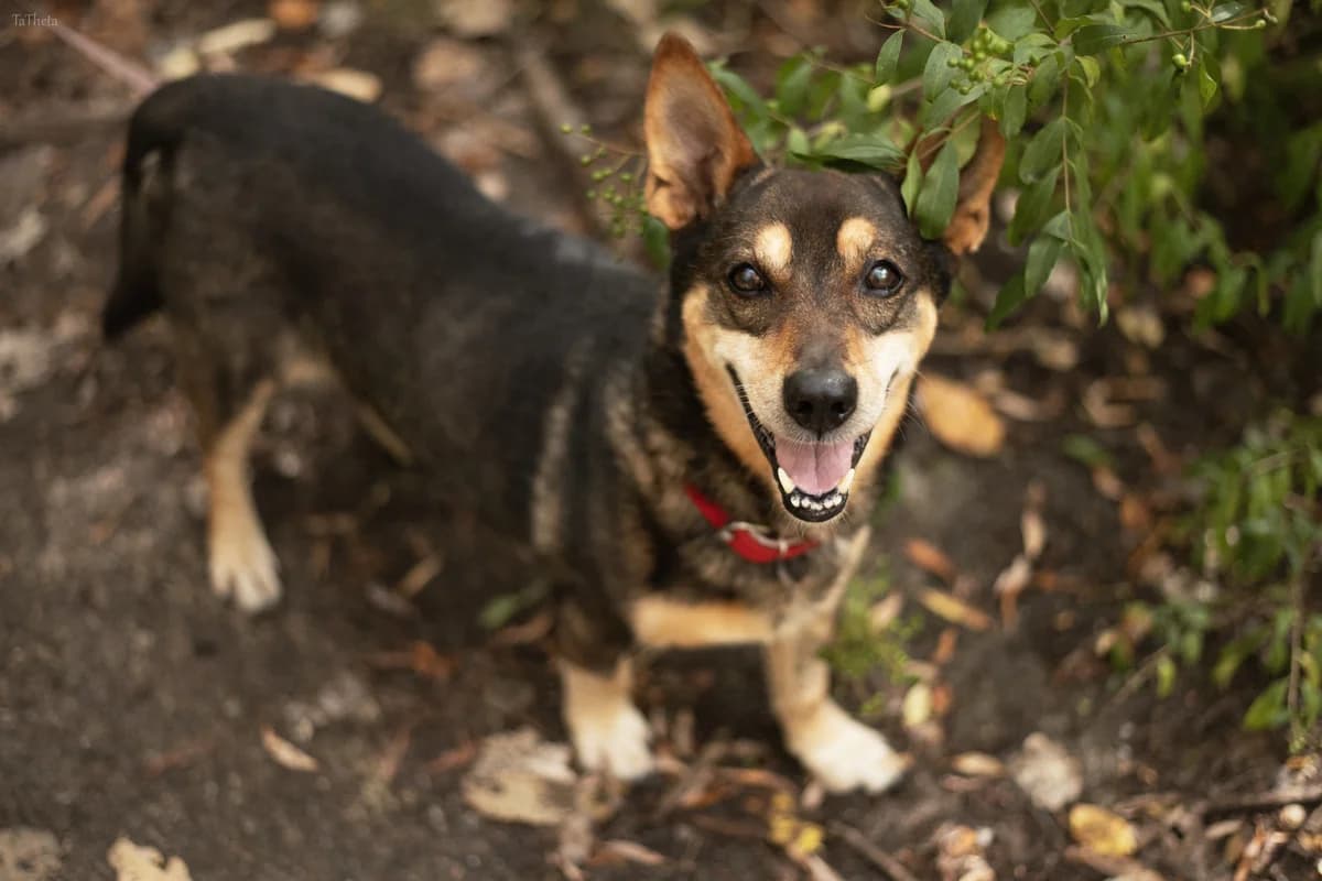 Homer, male mixed breed for adoption at Schronisko Na Paluchu, Warsaw