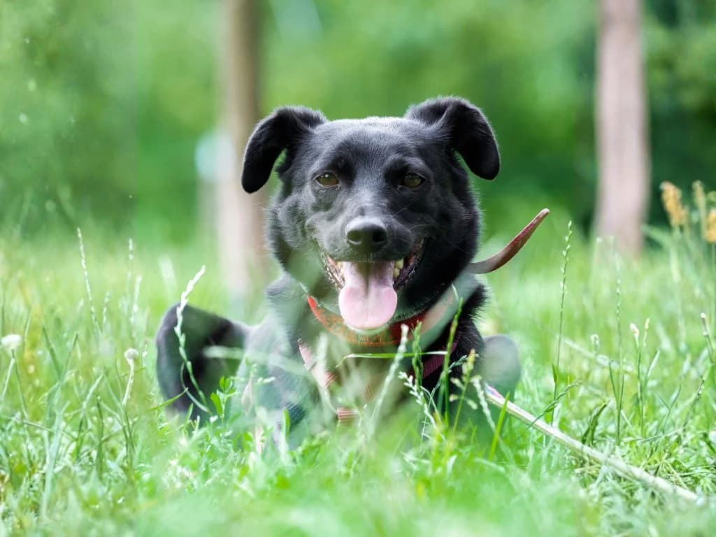 Ajkon, male mixed breed for adoption at Schronisko Na Paluchu, Warsaw