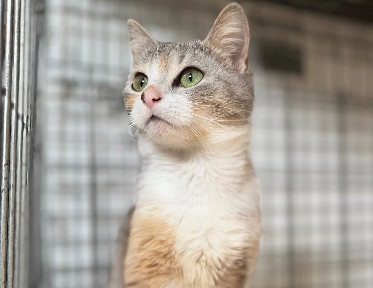 Myrka, female young mixed breed for adoption at Schronisko Na Paluchu, Warsaw
