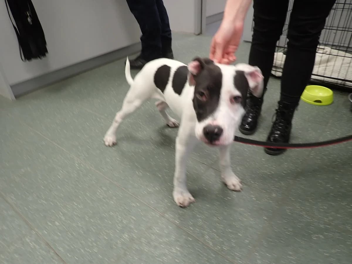 Jedwab, male puppy mixed breed for adoption at Schronisko Na Paluchu, Warsaw
