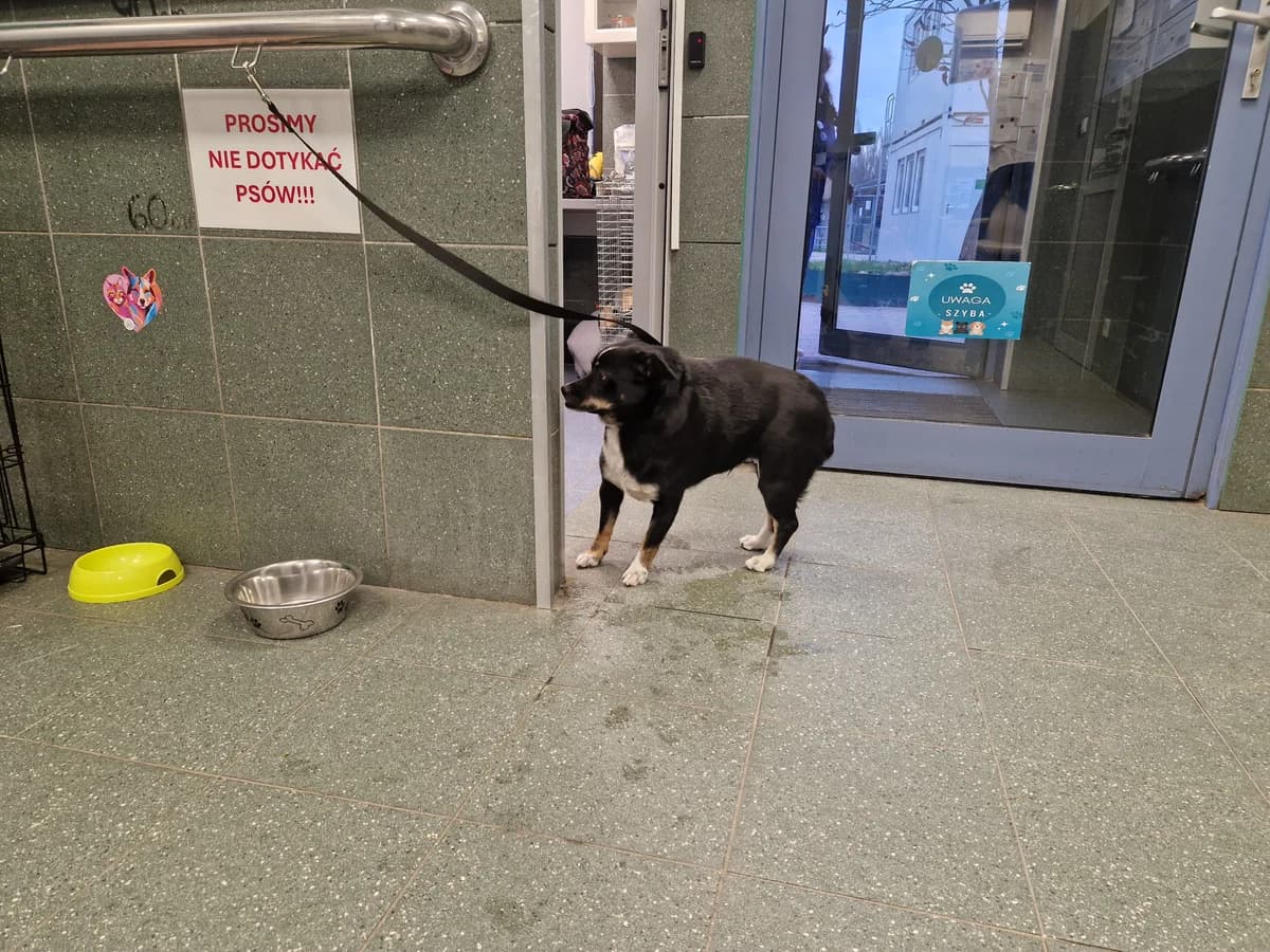 Warta, female puppy mixed breed for adoption at Schronisko Na Paluchu, Warsaw