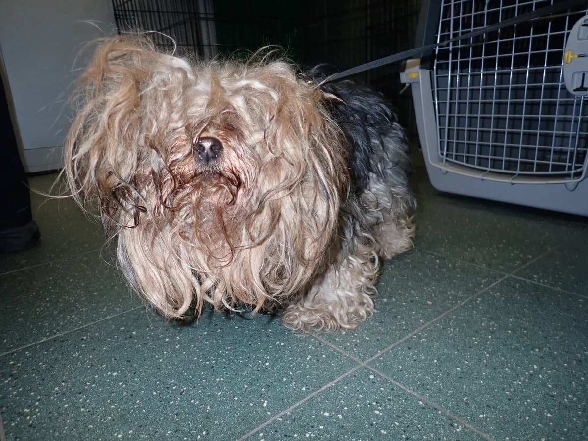 Bambi, female 5yo Yorkshire Terrier for adoption at Schronisko Na Paluchu, Warsaw