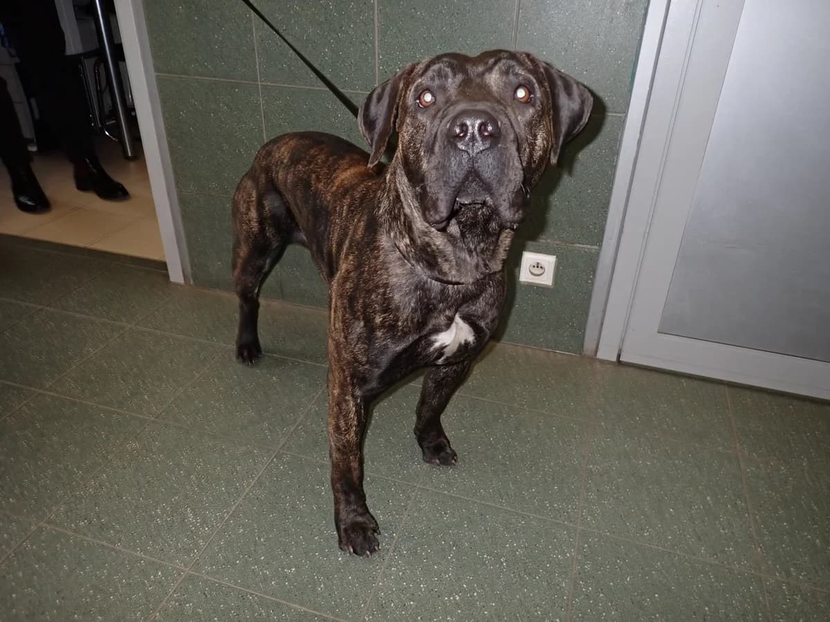 Spert, male young mixed breed for adoption at Schronisko Na Paluchu, Warsaw