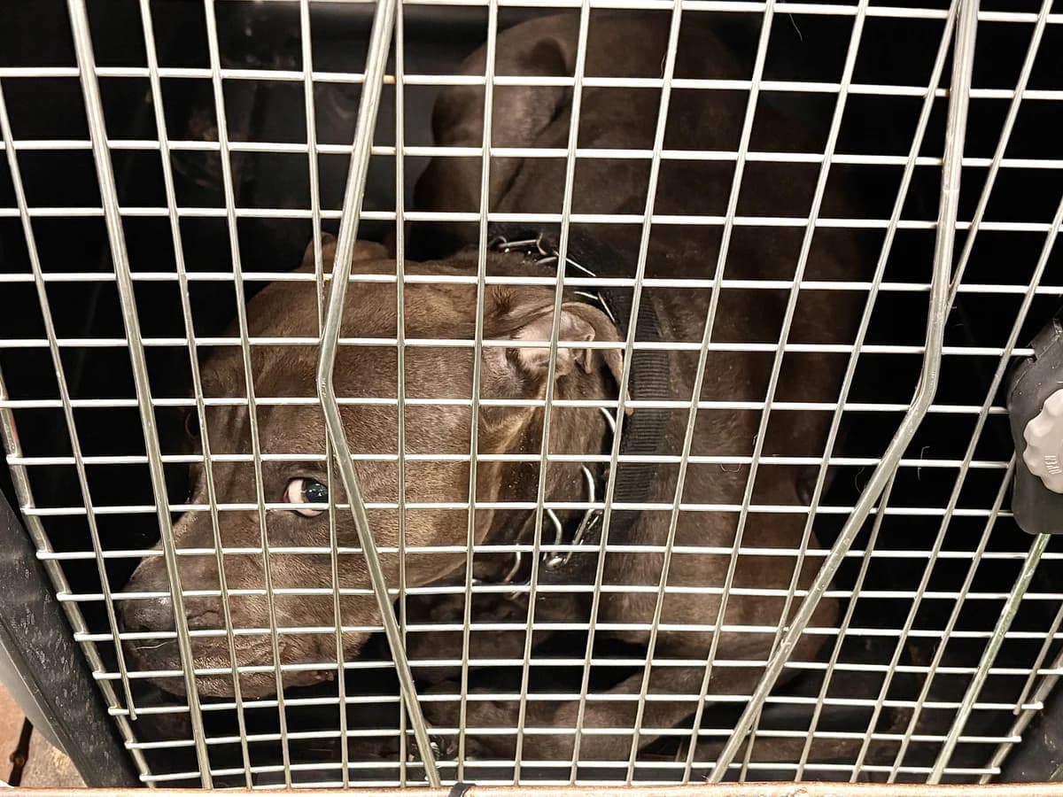 Rafaello, male 6yo mixed breed for adoption at Schronisko Na Paluchu, Warsaw