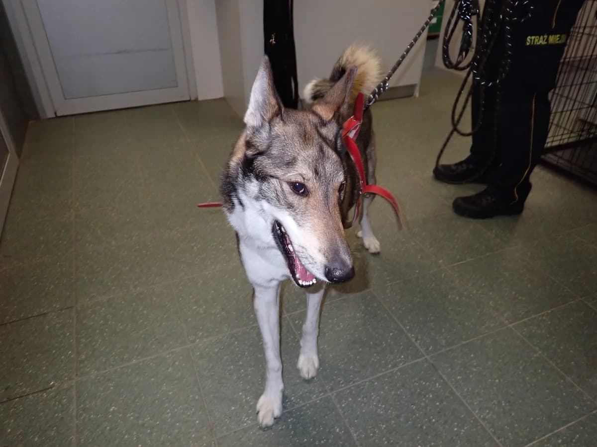Odyseusz, male young mixed breed for adoption at Schronisko Na Paluchu, Warsaw