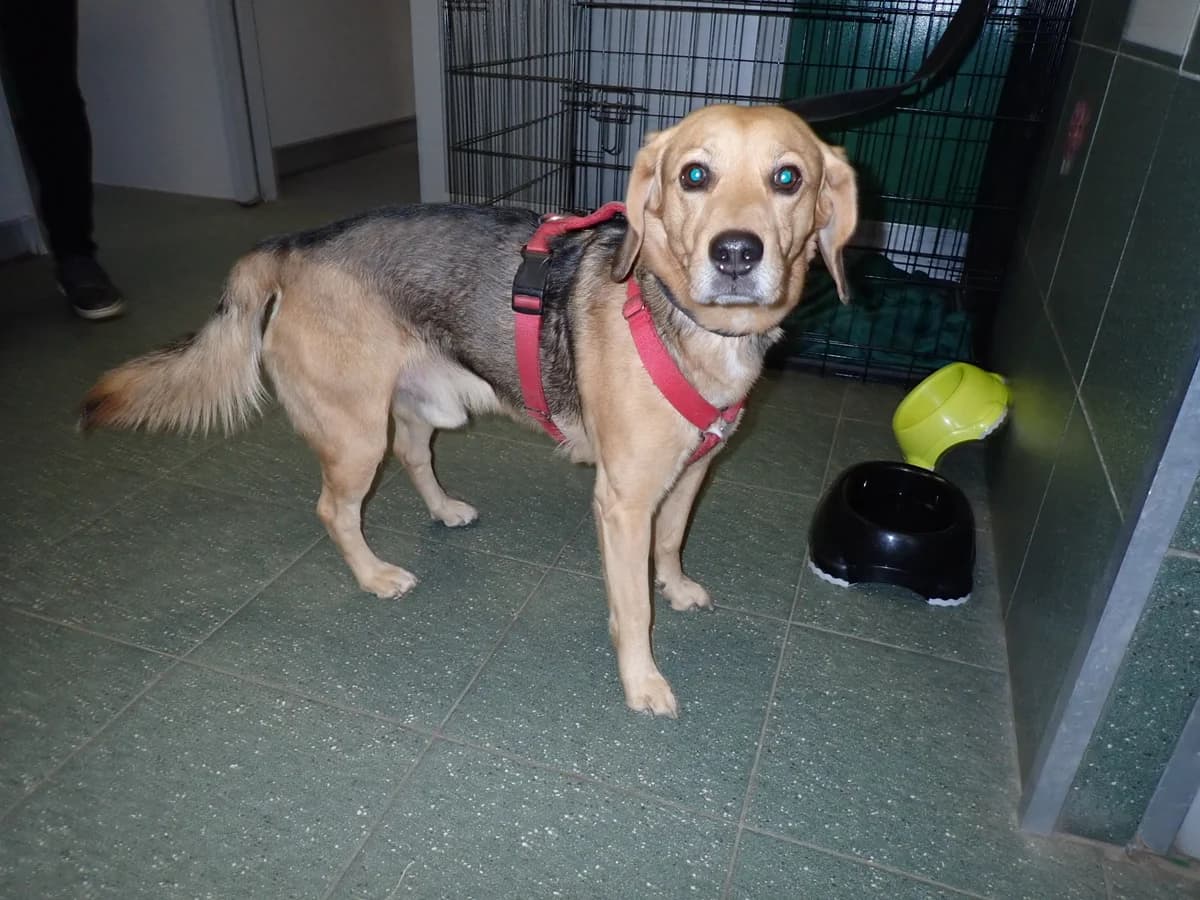 Behemoth, male senior mixed breed for adoption at Schronisko Na Paluchu, Warsaw