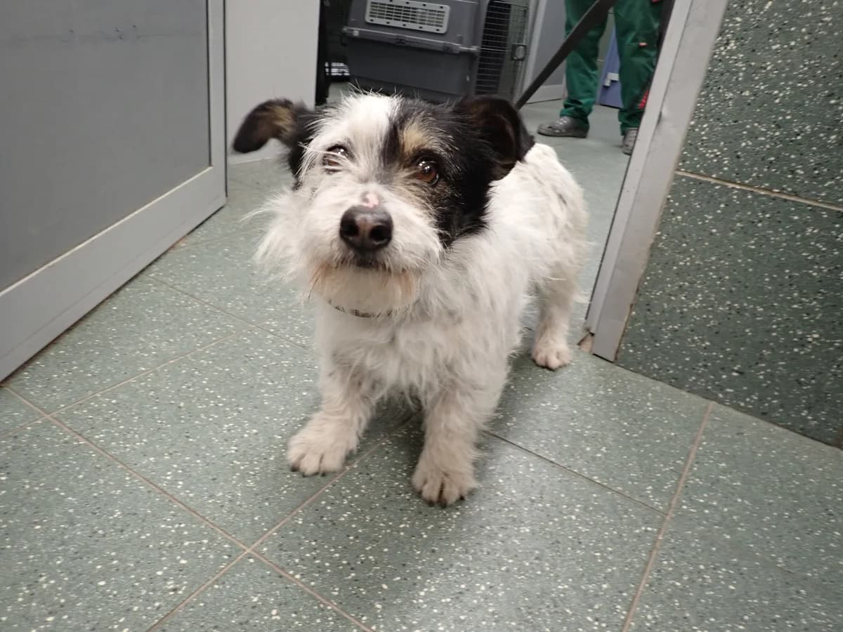 Mulinka, female 5yo mixed breed for adoption at Schronisko Na Paluchu, Warsaw