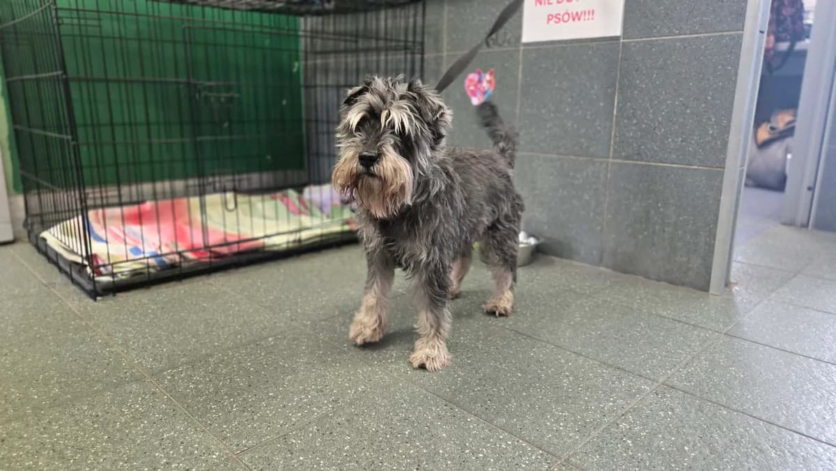 Absurd, male puppy mixed breed for adoption at Schronisko Na Paluchu, Warsaw