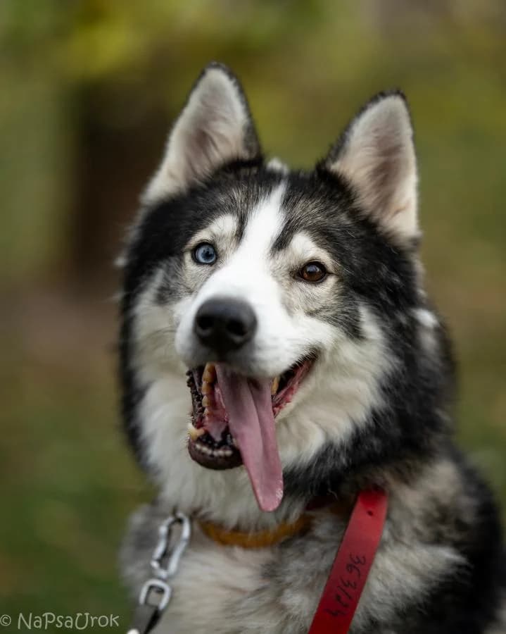 Apacz, male 5yo Husky for adoption at Schronisko Na Paluchu, Warsaw