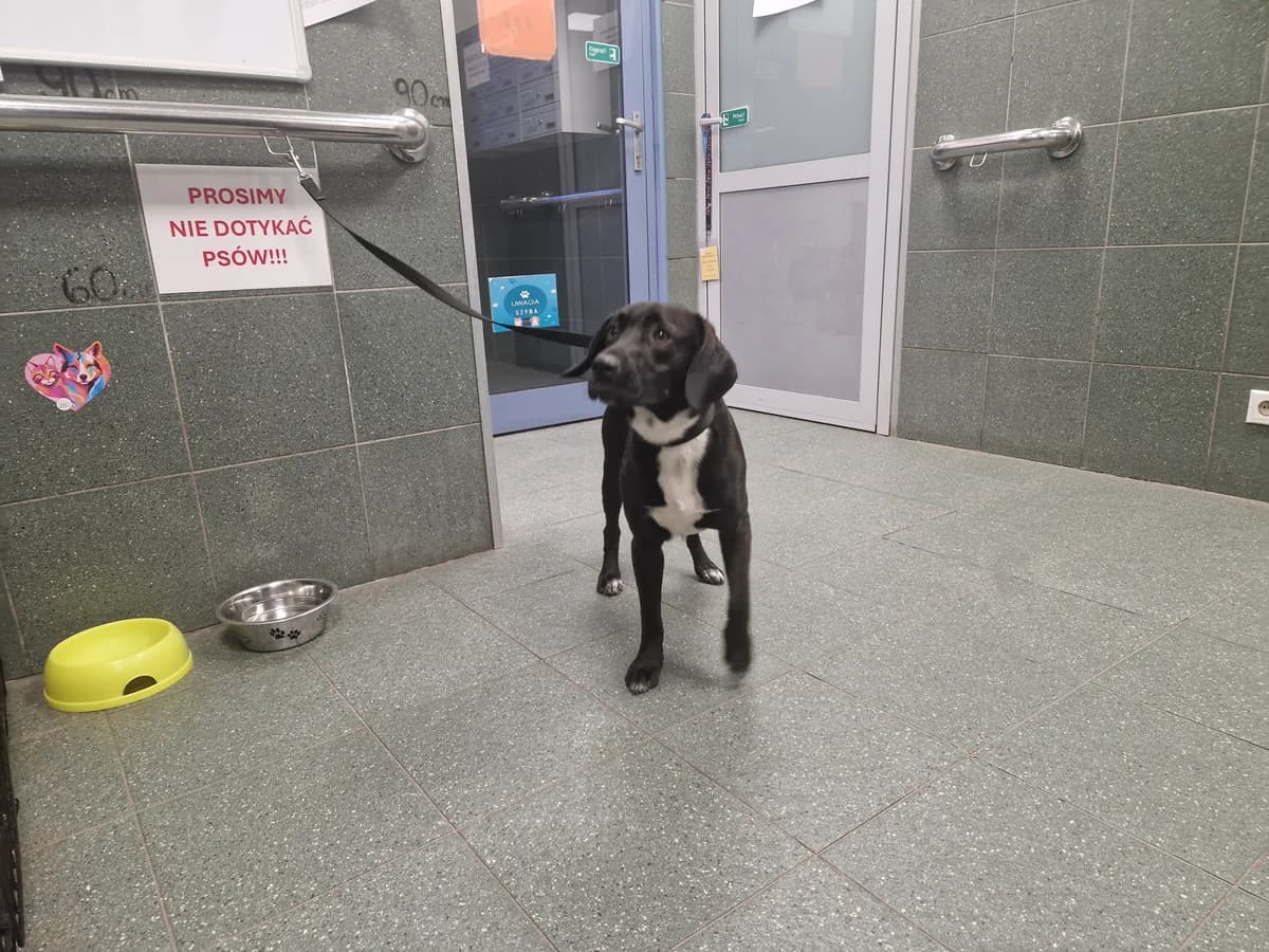 Nova, female senior mixed breed for adoption at Schronisko Na Paluchu, Warsaw