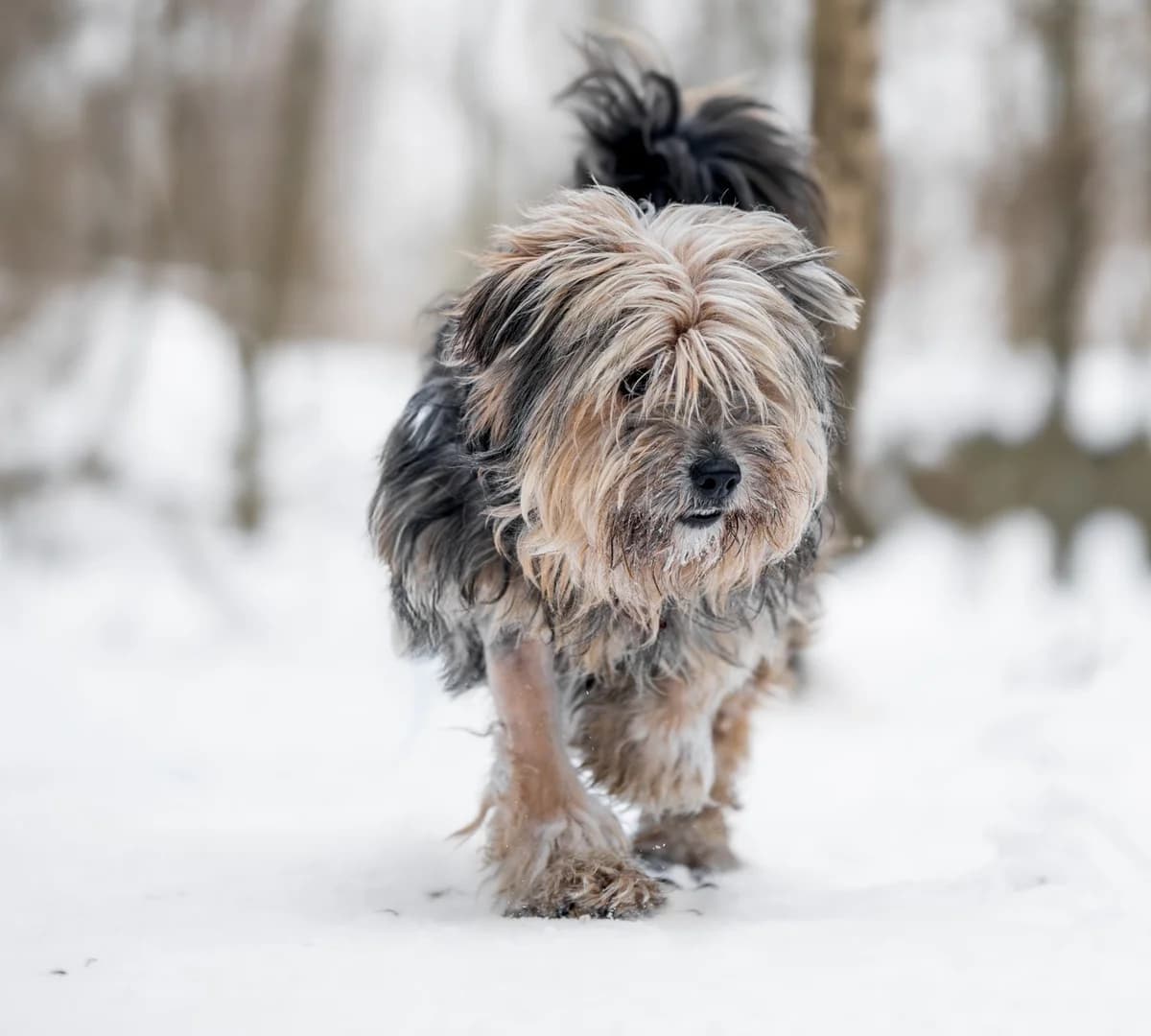 Pompon,  (Schronisko Na Paluchu)