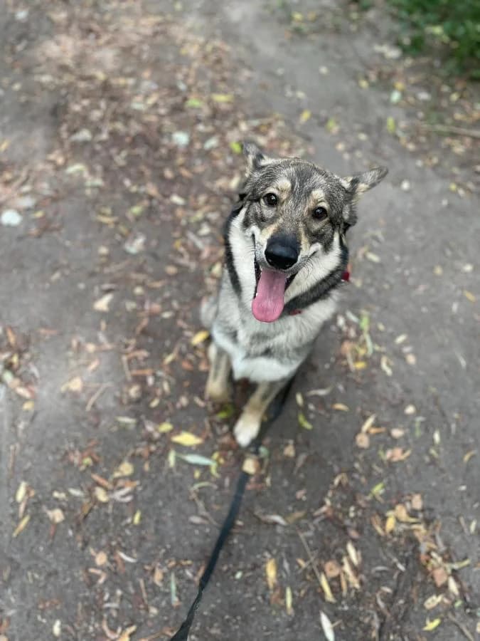 Wolfi,  (Schronisko Na Paluchu)