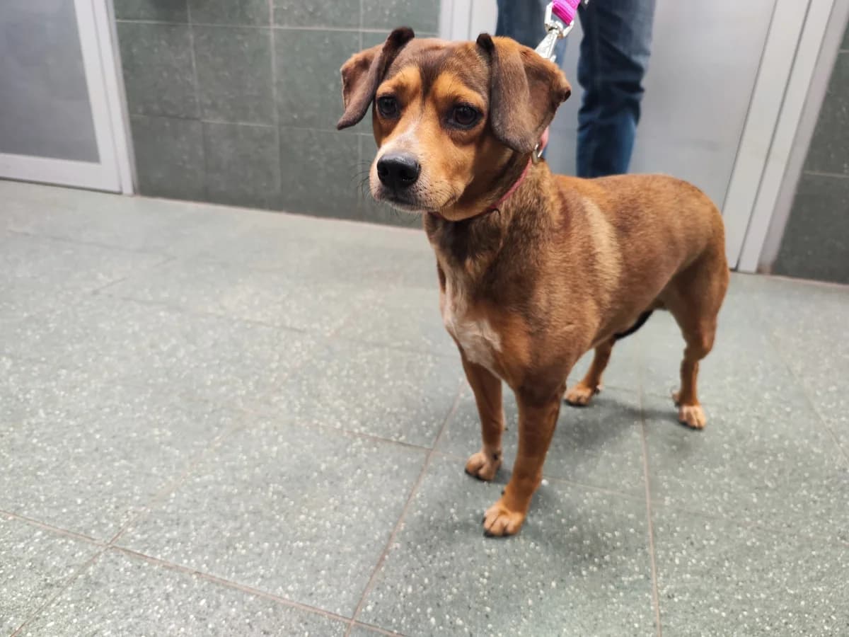 Britney, female young mixed breed for adoption at Schronisko Na Paluchu, Warsaw