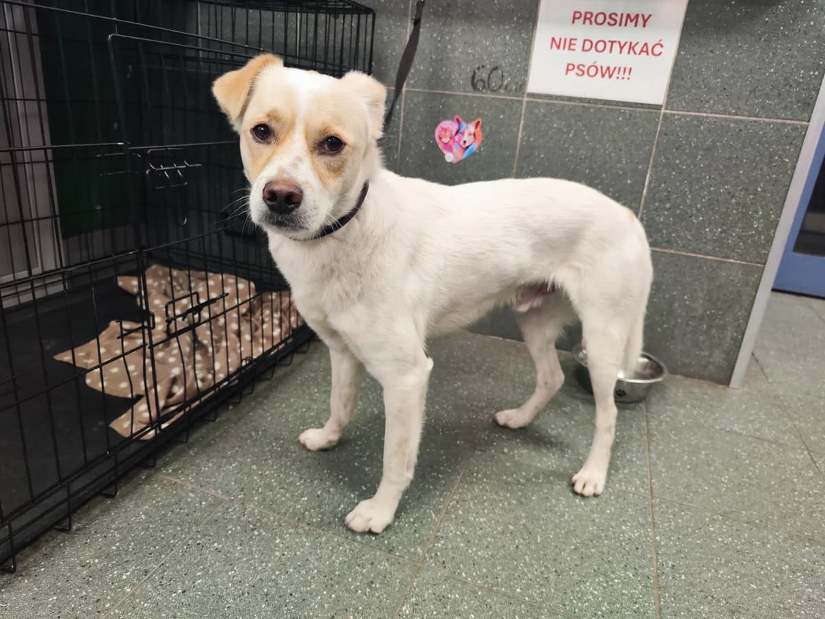 Christina, female puppy mixed breed for adoption at Schronisko Na Paluchu, Warsaw