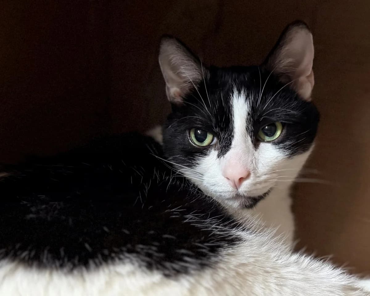 Muszu, male 6yo mixed breed for adoption at Schronisko Na Paluchu, Warsaw