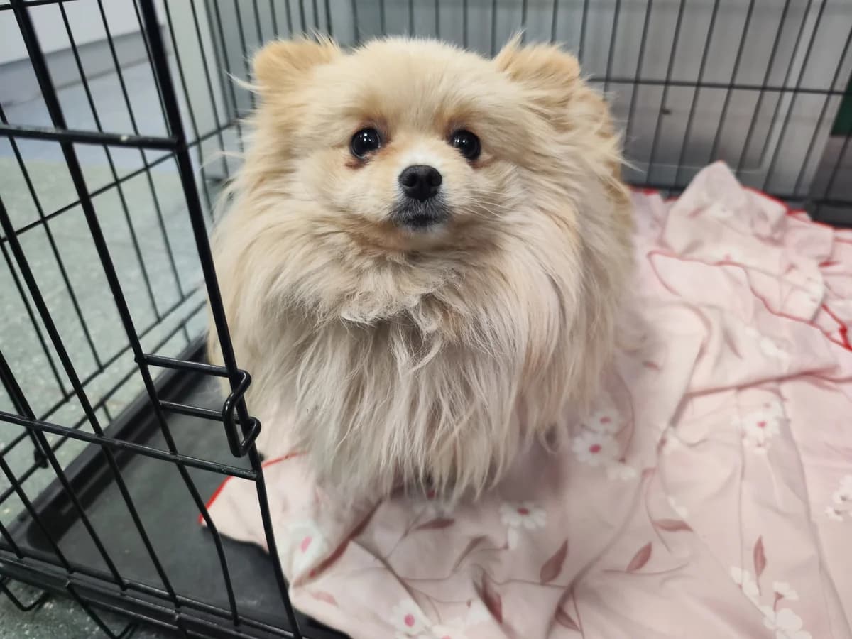 0389/26, female young Pomeranian for adoption at Schronisko Na Paluchu, Warsaw