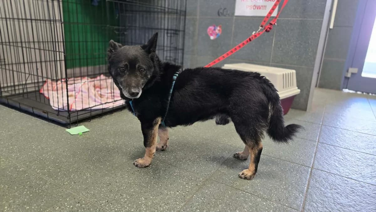 0402/26, male 7yo mixed breed for adoption at Schronisko Na Paluchu, Warsaw