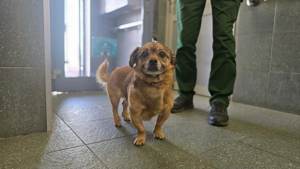 0403/26, male young mixed breed for adoption at Schronisko Na Paluchu, Warsaw