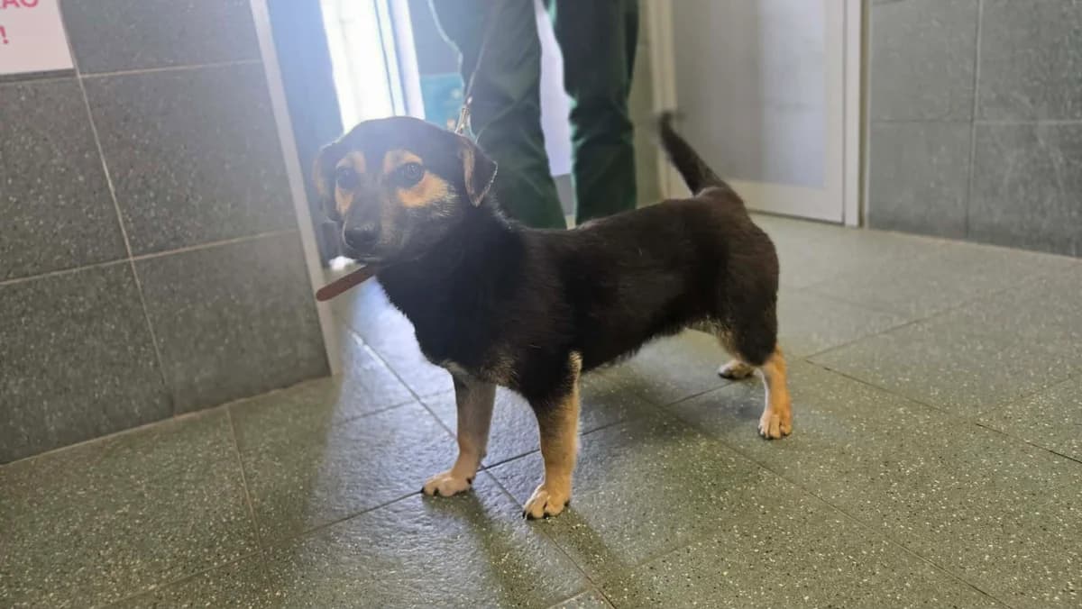 0404/26, male puppy mixed breed for adoption at Schronisko Na Paluchu, Warsaw